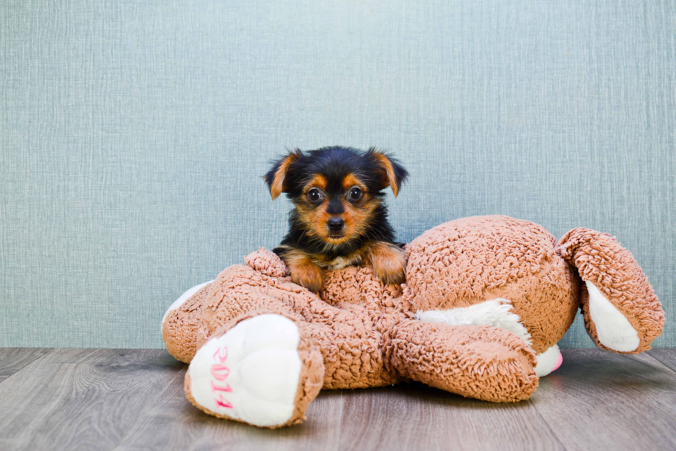 Meet Jess - our Yorkshire Terrier Puppy Photo 