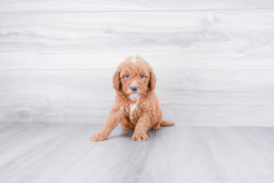 Best Mini Goldendoodle Baby