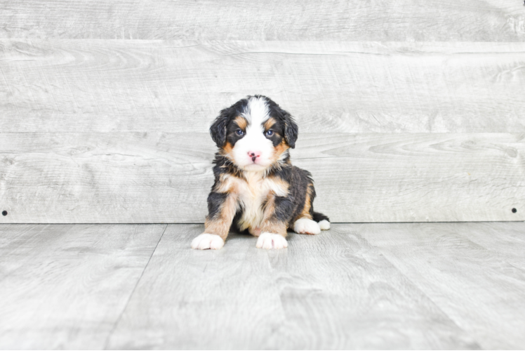 Best Mini Bernedoodle Baby