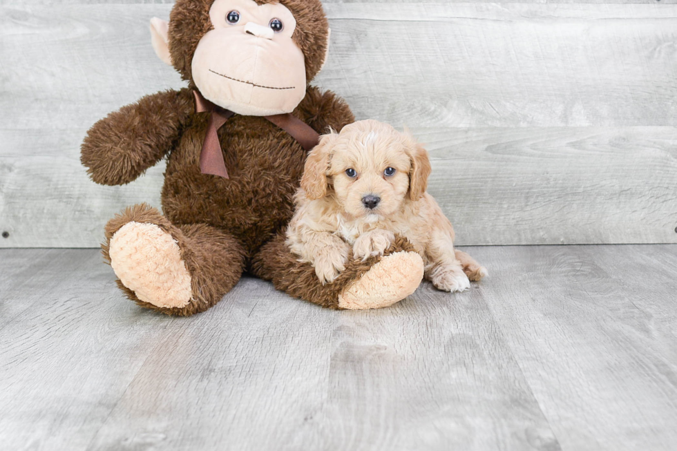 Best Cavapoo Baby