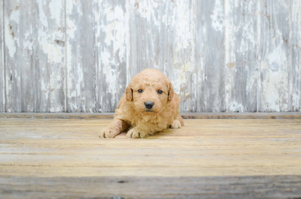 Funny Mini Goldendoodle Poodle Mix Pup