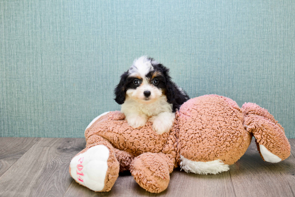 Smart Cavachon Designer Pup