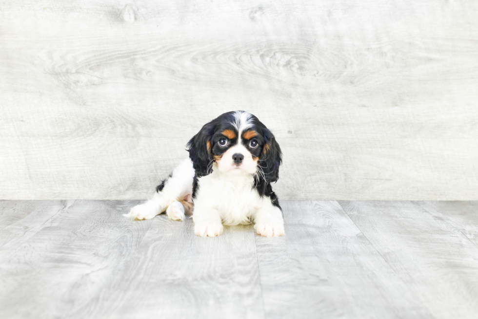 Cavalier King Charles Spaniel Pup Being Cute