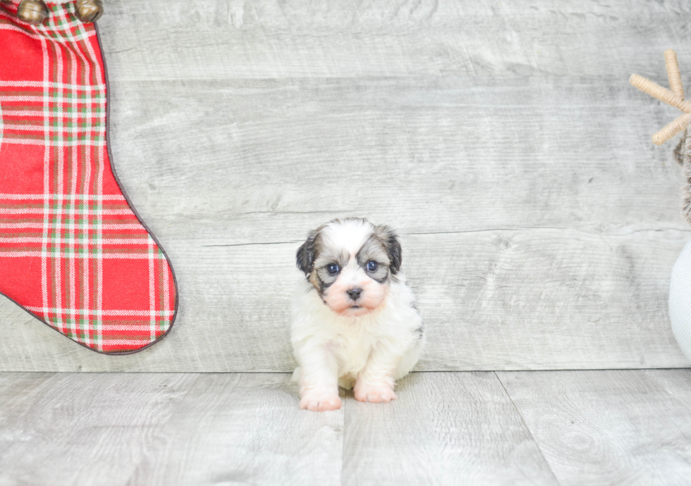 Fluffy Teddy Bear Designer Pup