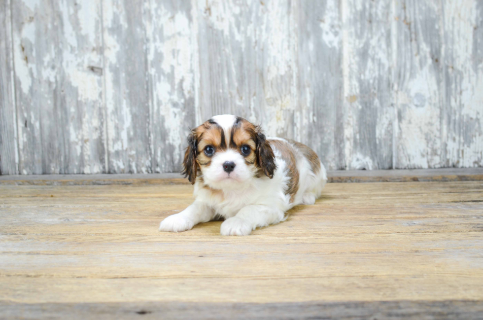 Cavachon Puppy for Adoption