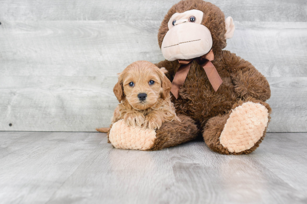 Friendly Cockapoo Baby