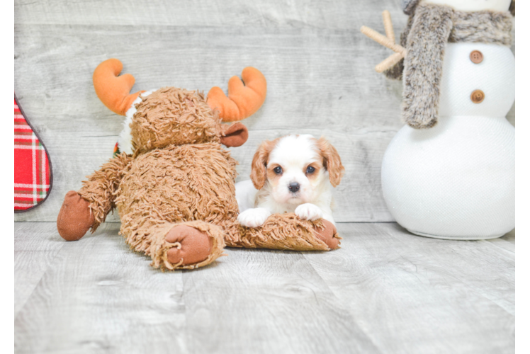 Energetic Cavalier King Charles Spaniel Purebred Puppy