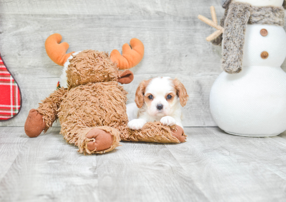 Energetic Cavalier King Charles Spaniel Purebred Puppy