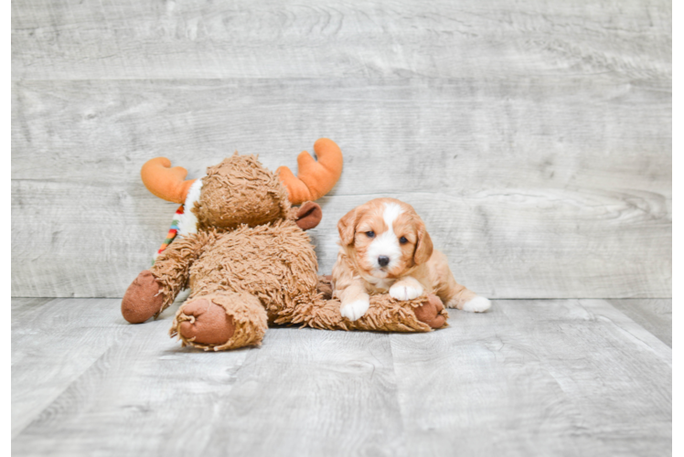 Cavapoo Pup Being Cute