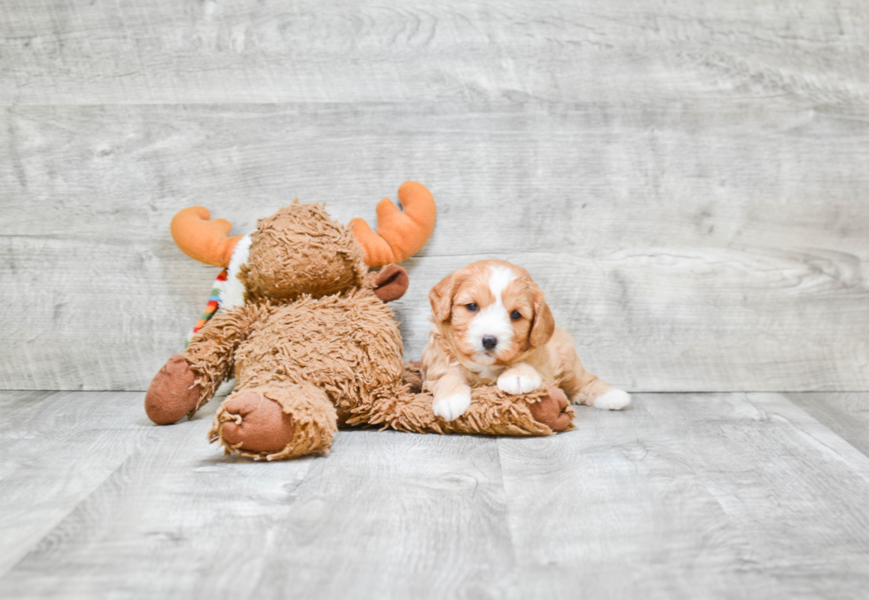 Cavapoo Pup Being Cute