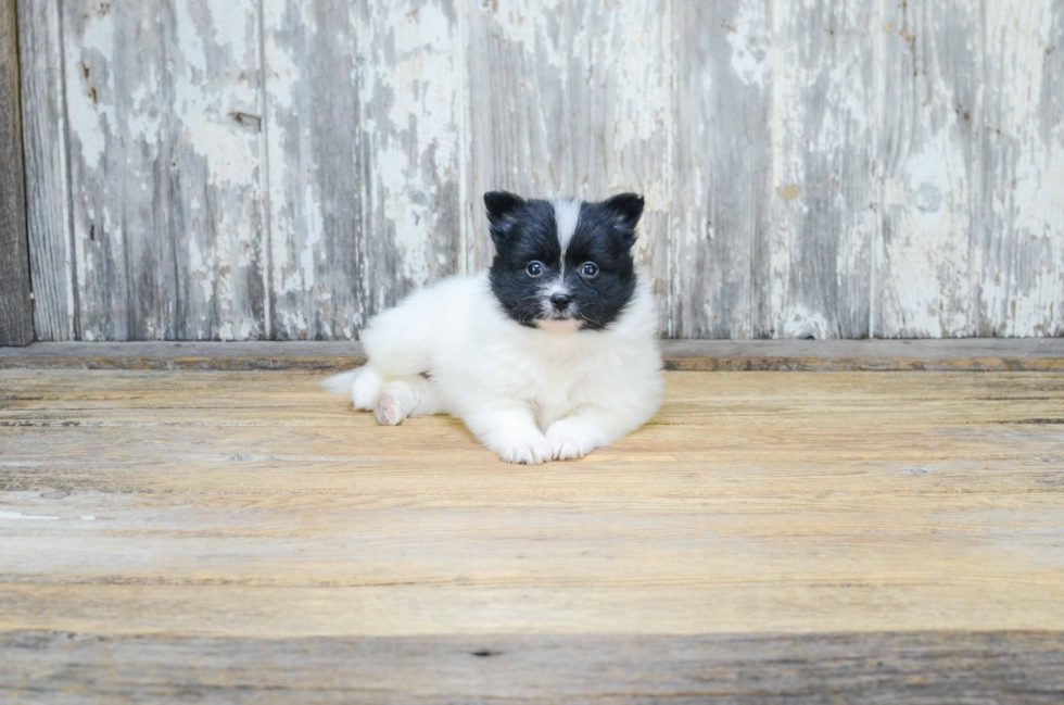 Cute Pomeranian Purebred Puppy