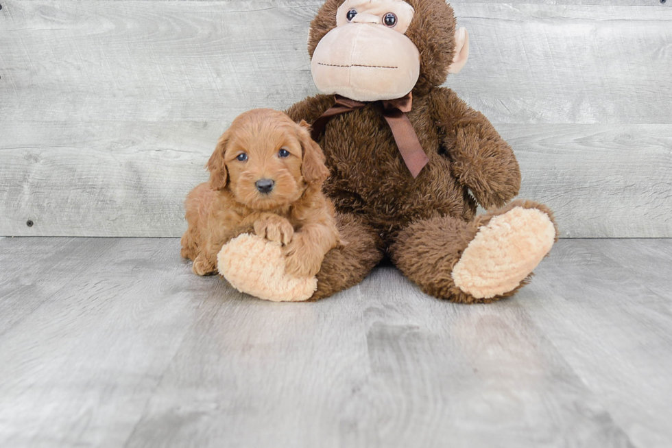 Hypoallergenic Golden Retriever Poodle Mix Puppy