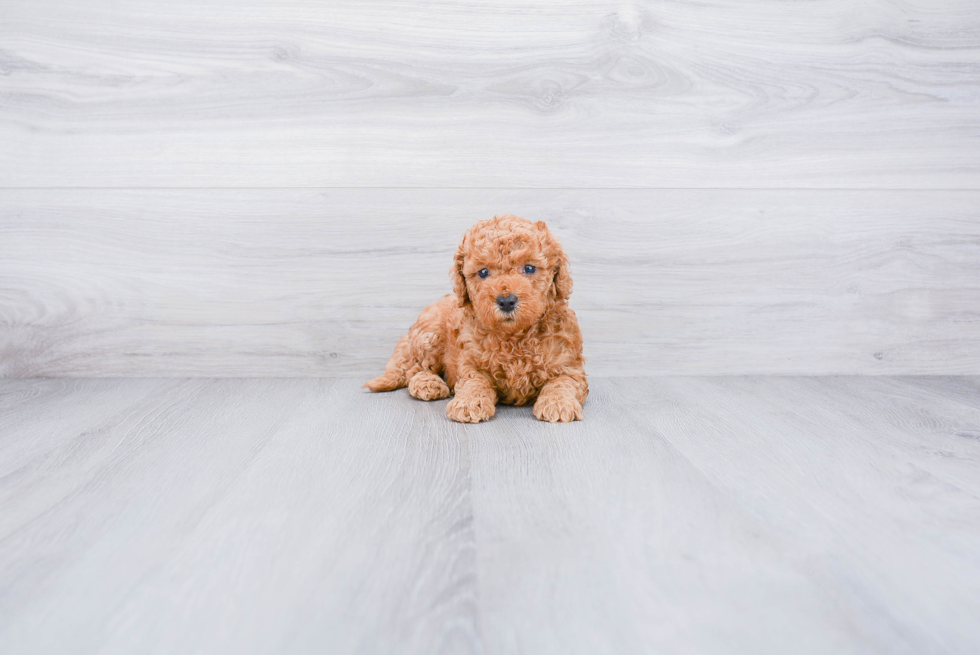 Best Mini Goldendoodle Baby