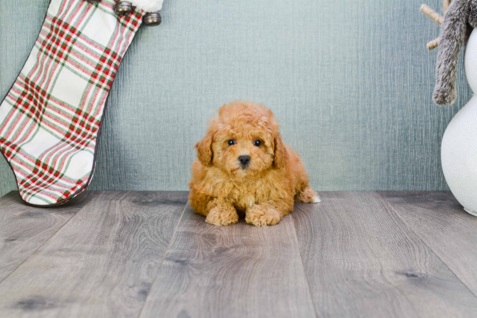 Maltipoo Pup Being Cute