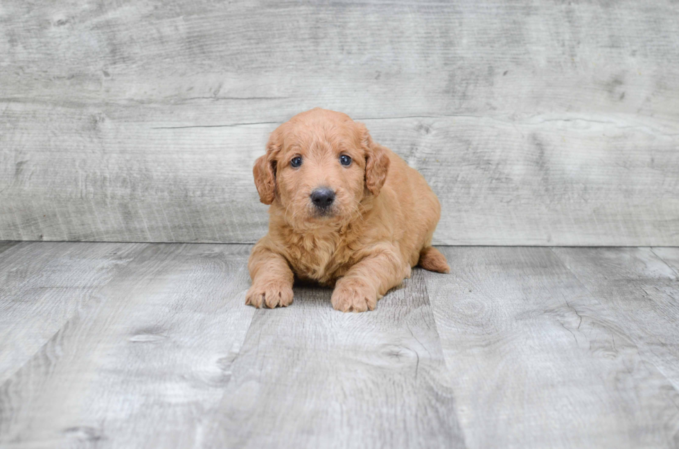 Mini Goldendoodle Pup Being Cute