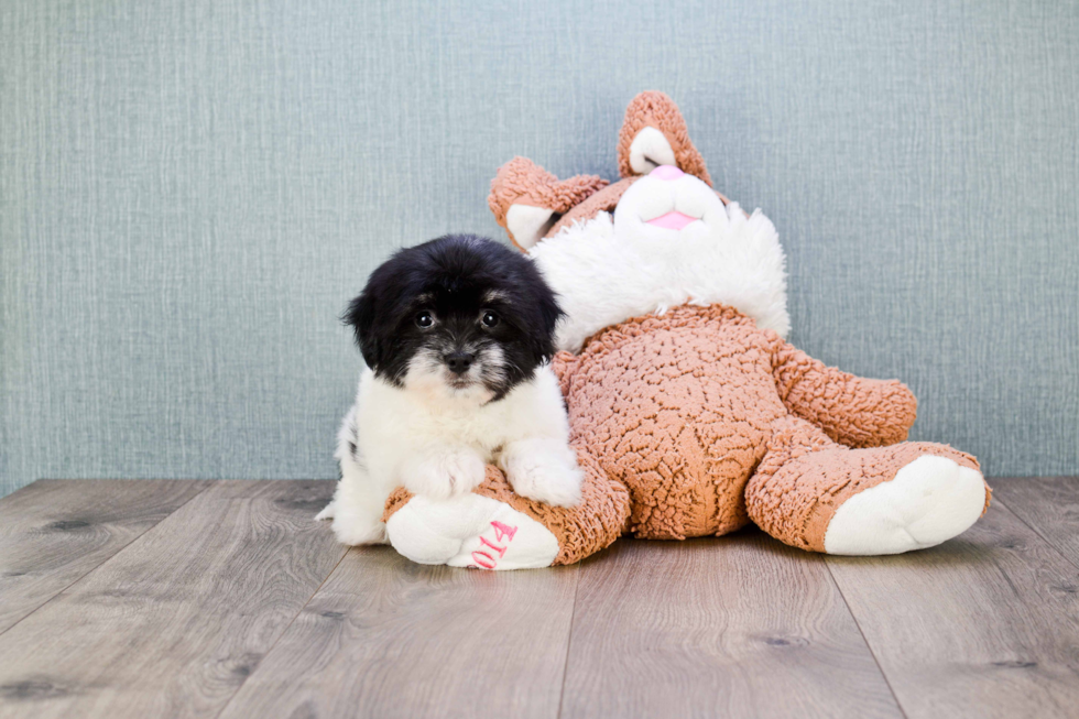 Havanese Pup Being Cute