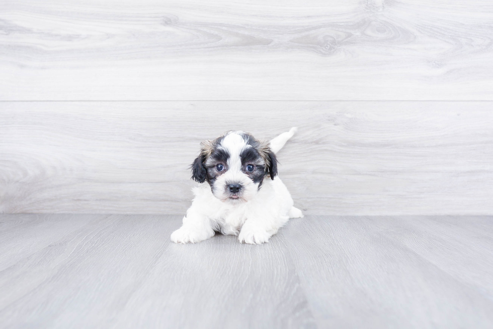 Smart Teddy Bear Designer Pup
