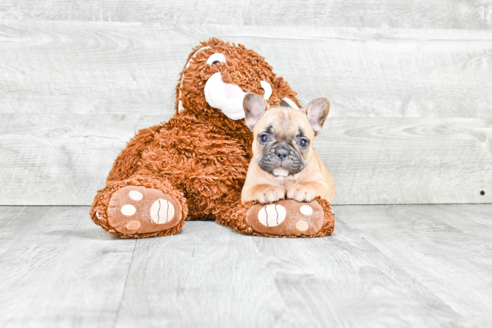 French Bulldog Puppy for Adoption