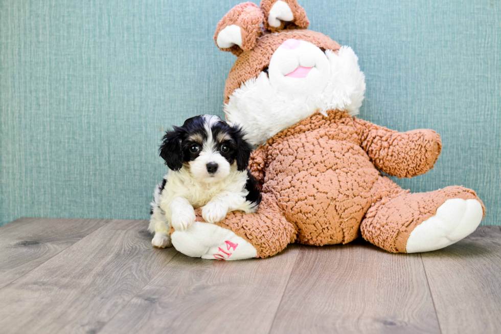 Small Cavachon Baby