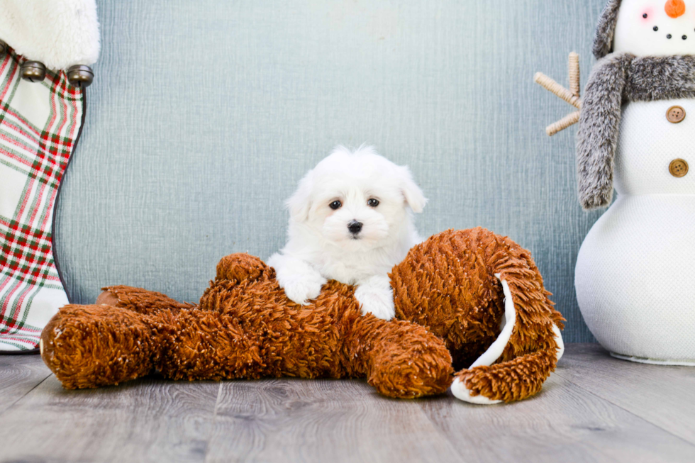 Sweet Maltese Purebred Puppy