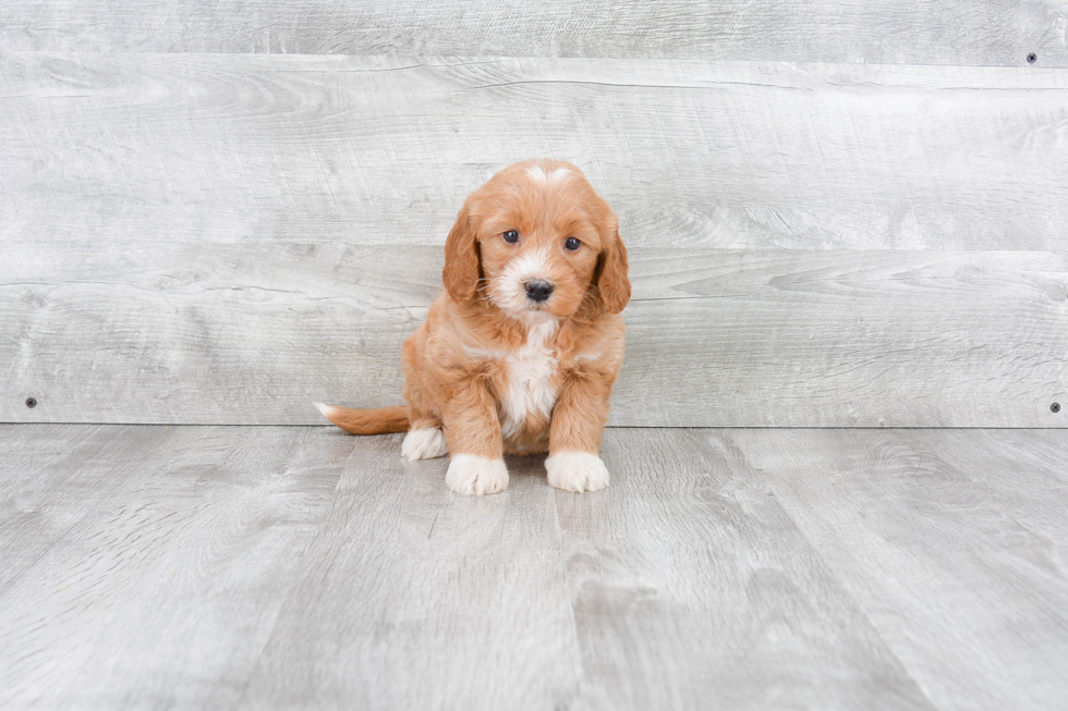 Popular Mini Goldendoodle Poodle Mix Pup