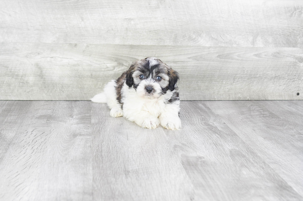 Havanese Pup Being Cute