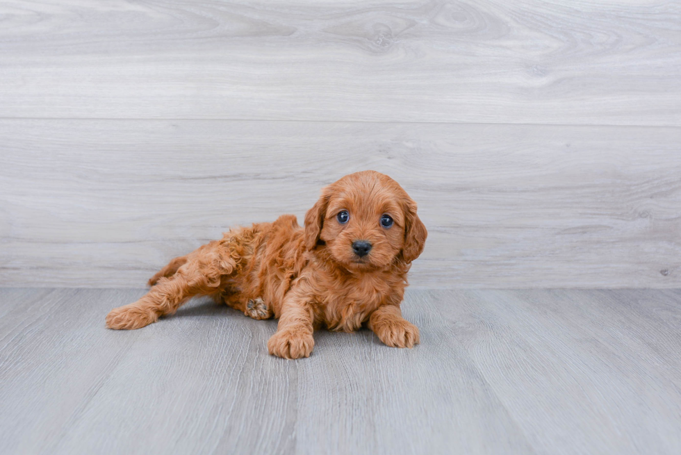 Cavapoo Pup Being Cute