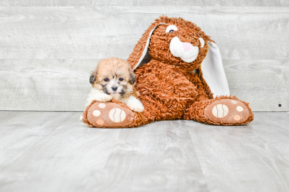 Teddy Bear Pup Being Cute