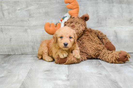 Mini Goldendoodle Pup Being Cute