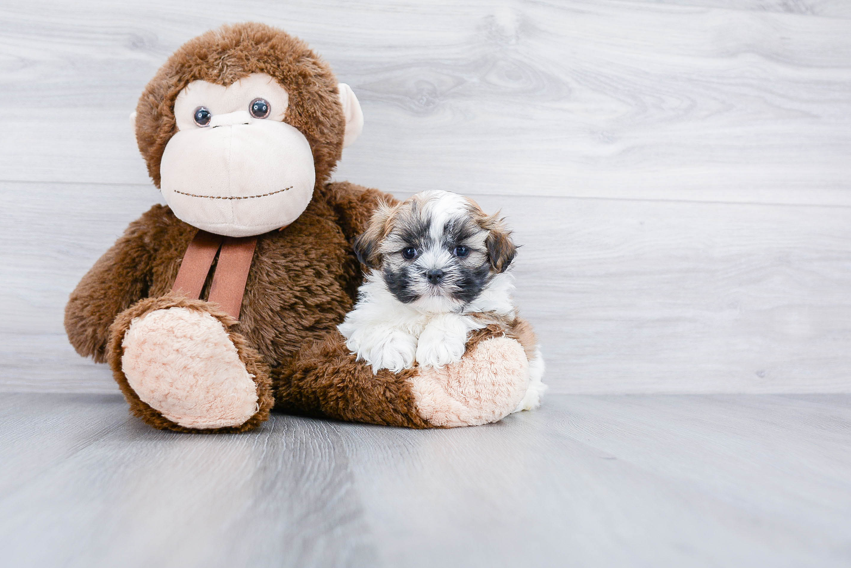 Adorable Shichon Designer Puppy
