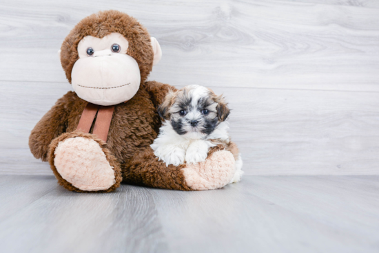 Adorable Shichon Designer Puppy