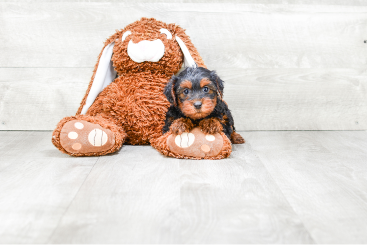 Petite Yorkie Poo Poodle Mix Pup