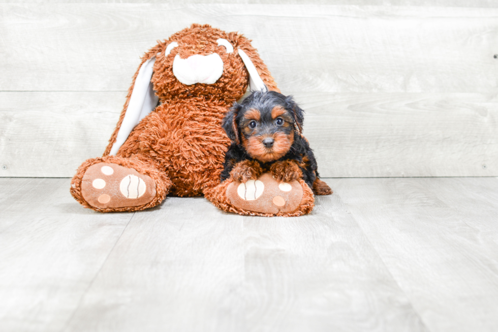 Petite Yorkie Poo Poodle Mix Pup