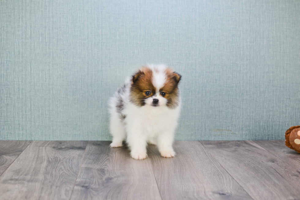 Pomeranian Puppy for Adoption