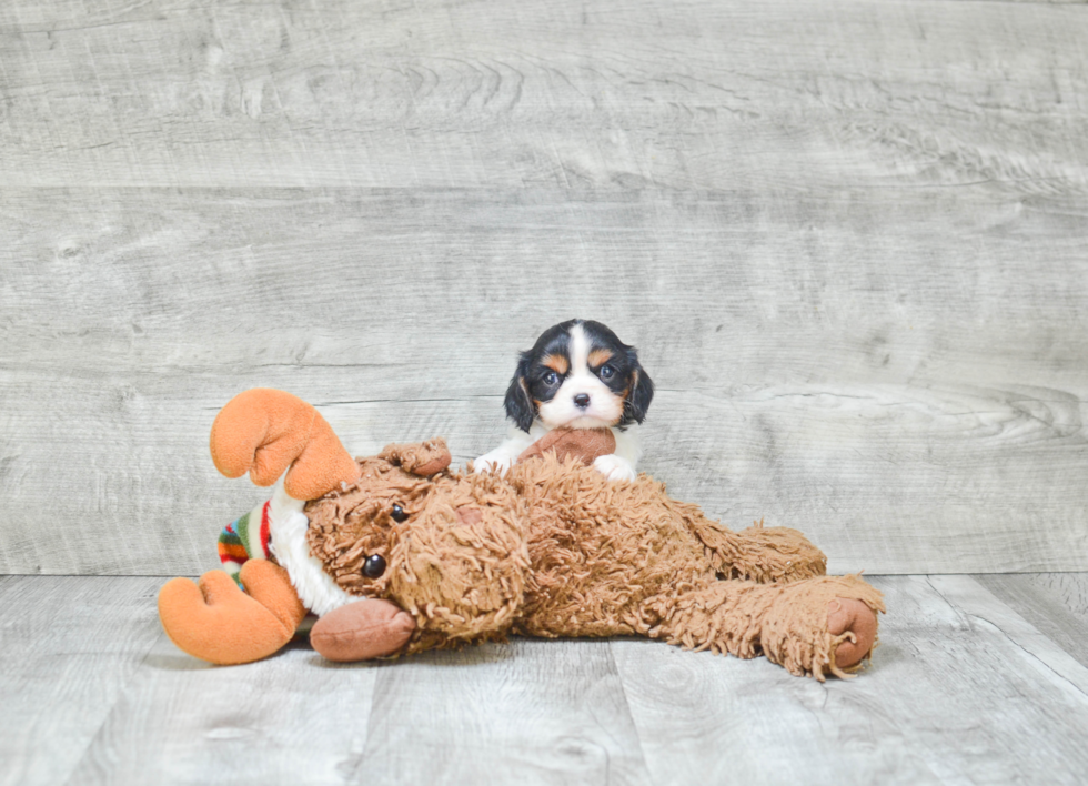 Smart Cavalier King Charles Spaniel Purebred Puppy