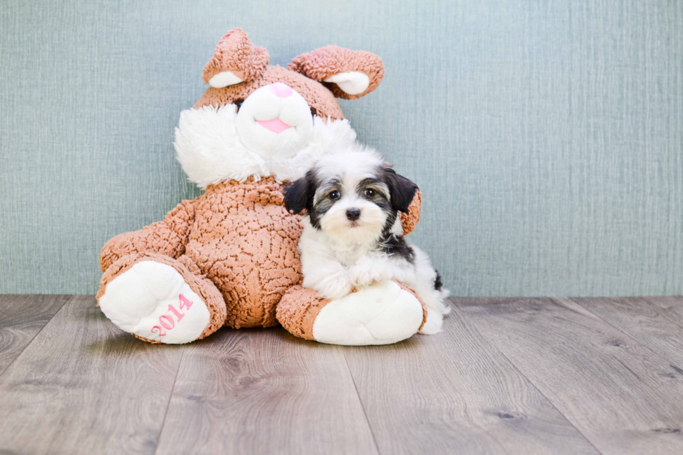 Little Havanese Purebred Pup