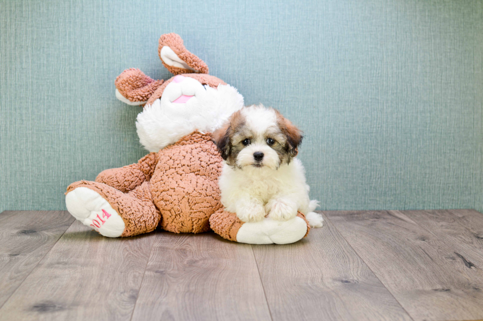 Best Havanese Baby