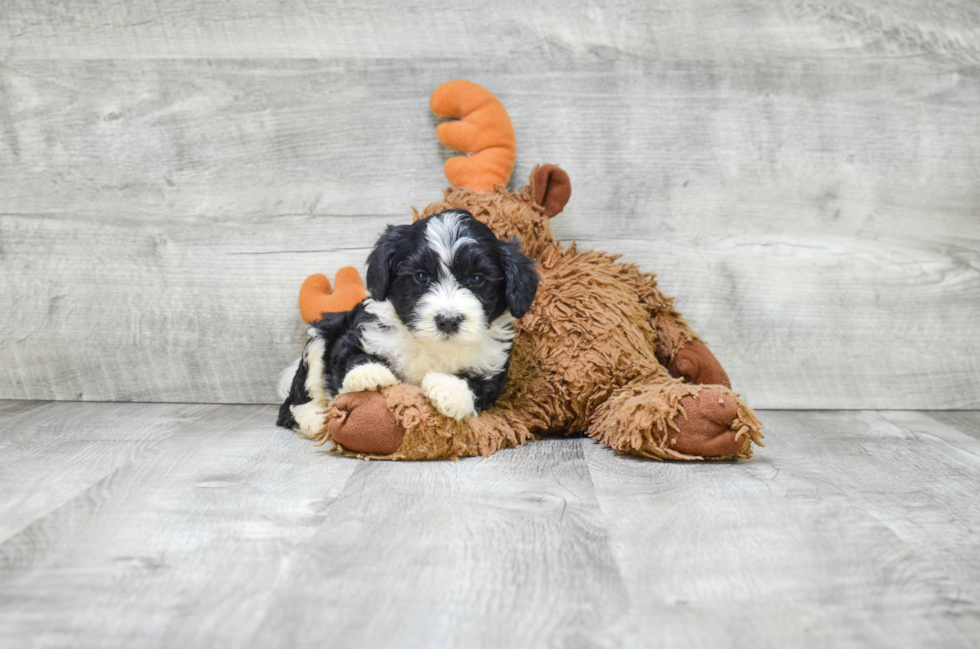 Funny Mini Bernedoodle Poodle Mix Pup