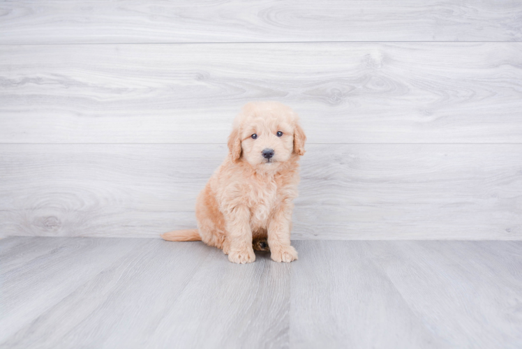 Mini Goldendoodle Puppy for Adoption