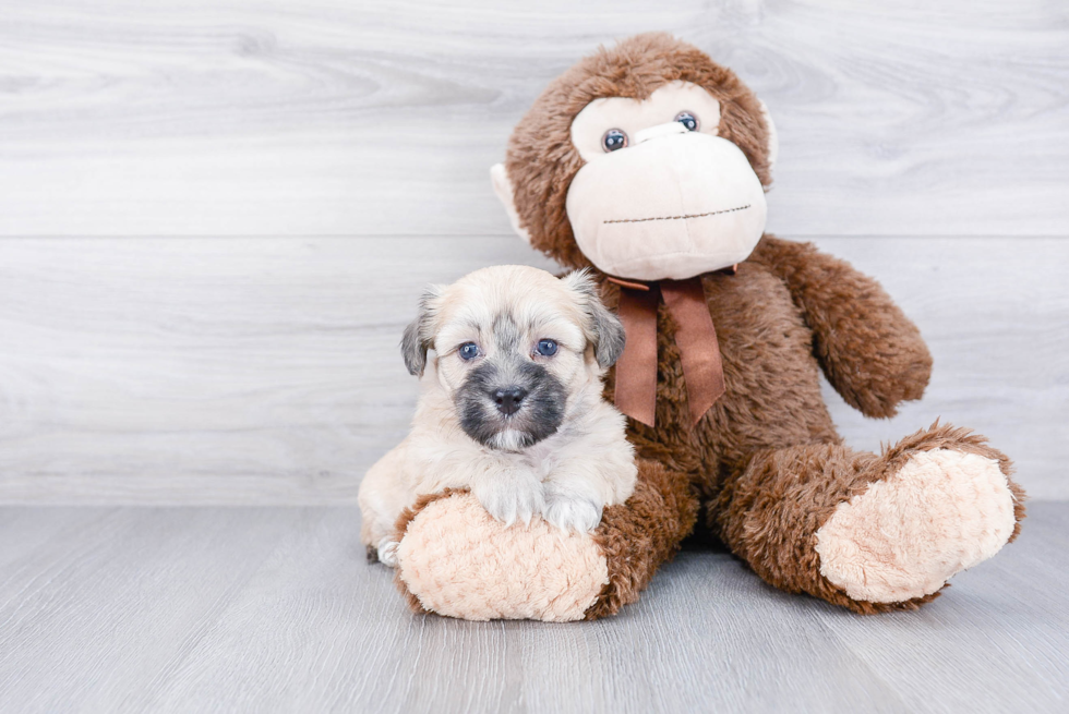 Teddy Bear Puppy for Adoption