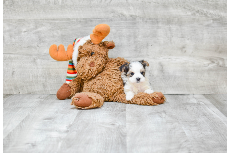 Morkie Pup Being Cute