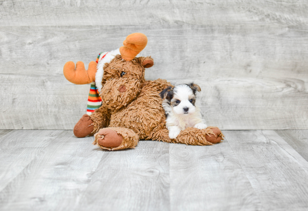 Morkie Pup Being Cute