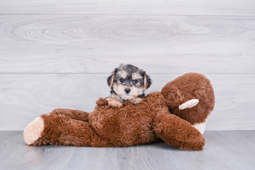 Happy Morkie Baby