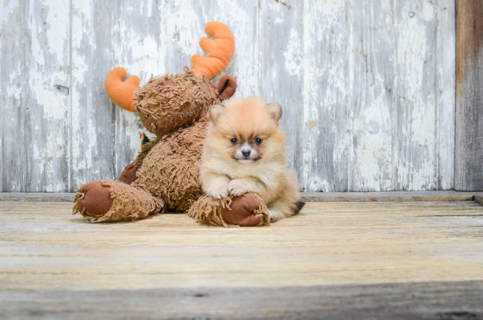 Popular Pomeranian Purebred Pup