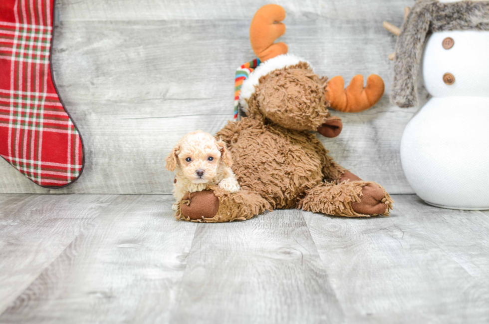 Poodle Puppy for Adoption