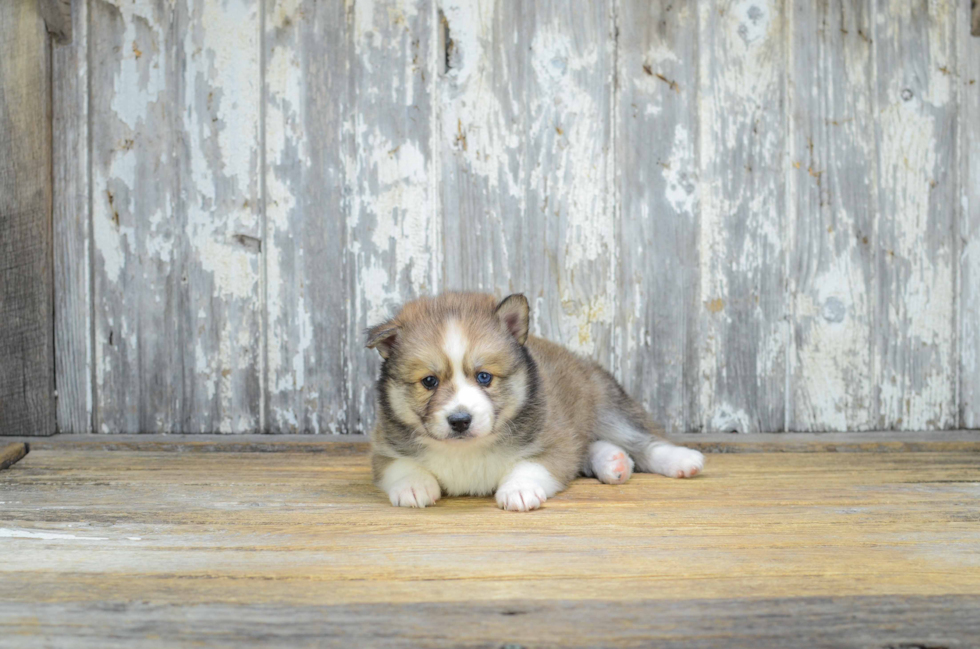 Playful Mini Husky Designer Puppy