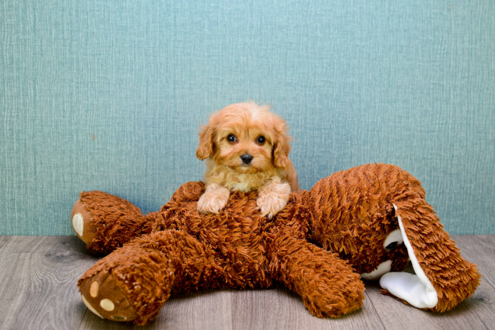 Petite Cavapoo Poodle Mix Pup