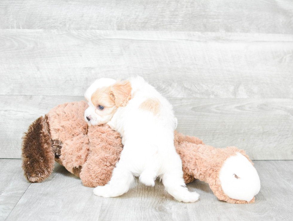 Sweet Cavachon Baby