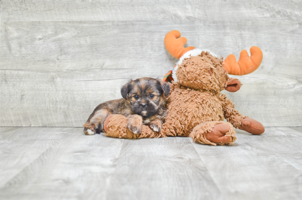 Shorkie Pup Being Cute