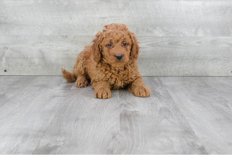 Mini Goldendoodle Pup Being Cute